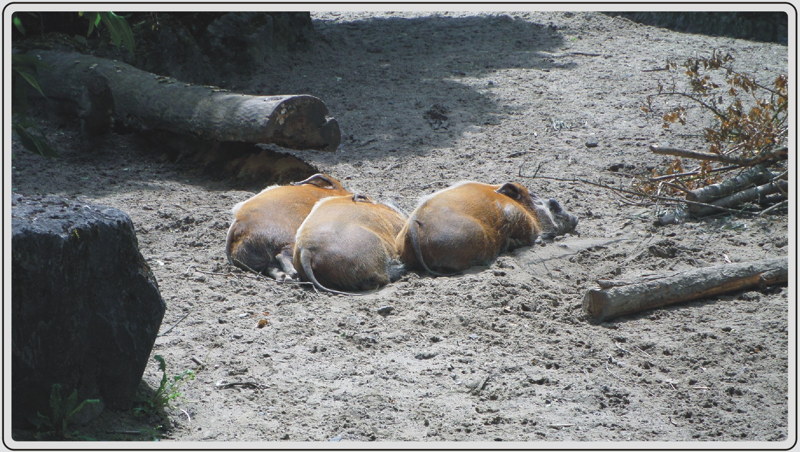 Zoo de Maubeuge, Potamochère roux.
