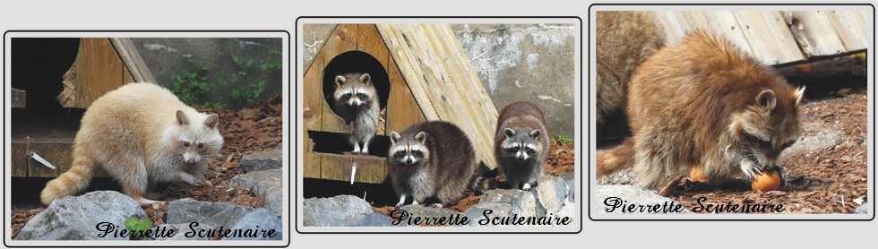 Zoo de Maubeuge, ratons-laveurs.