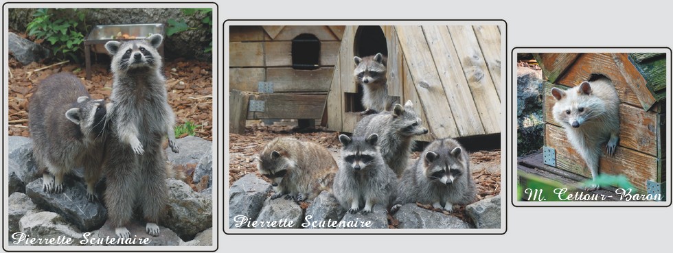 Zoo de Maubeuge, ratons-laveurs.