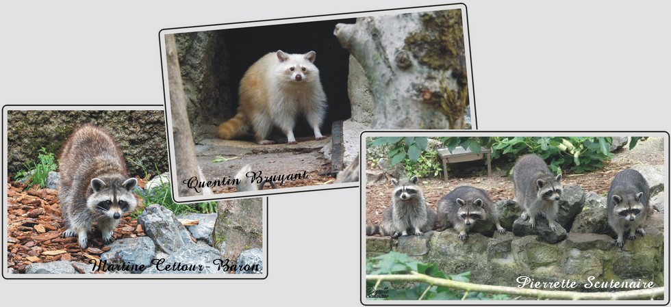 Zoo de Maubeuge, ratons-laveurs.