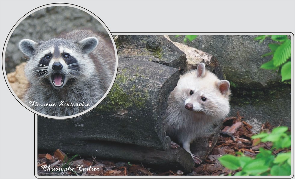 Zoo de Maubeuge, ratons-laveurs.