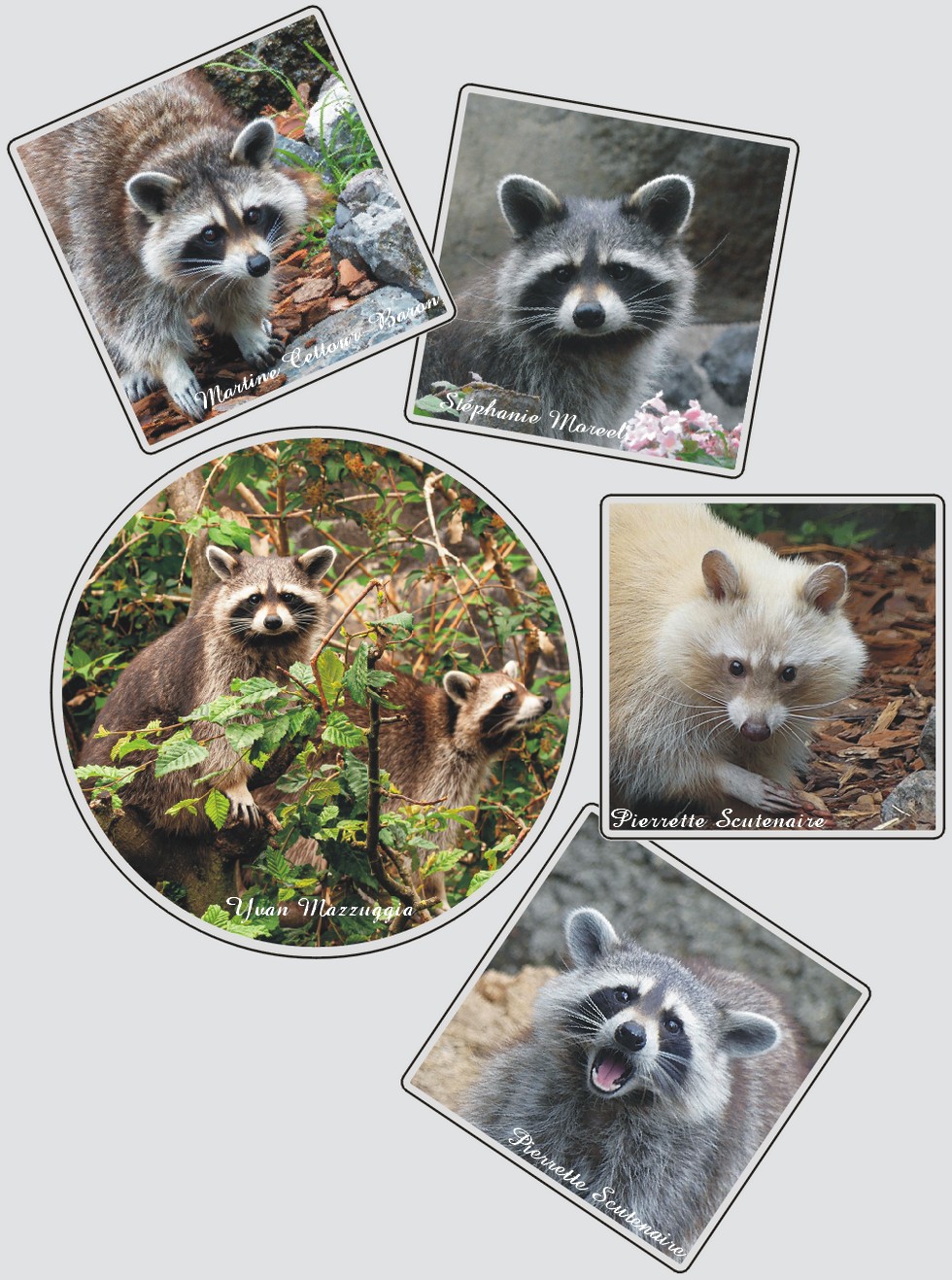 Zoo de Maubeuge, ratons-laveurs.