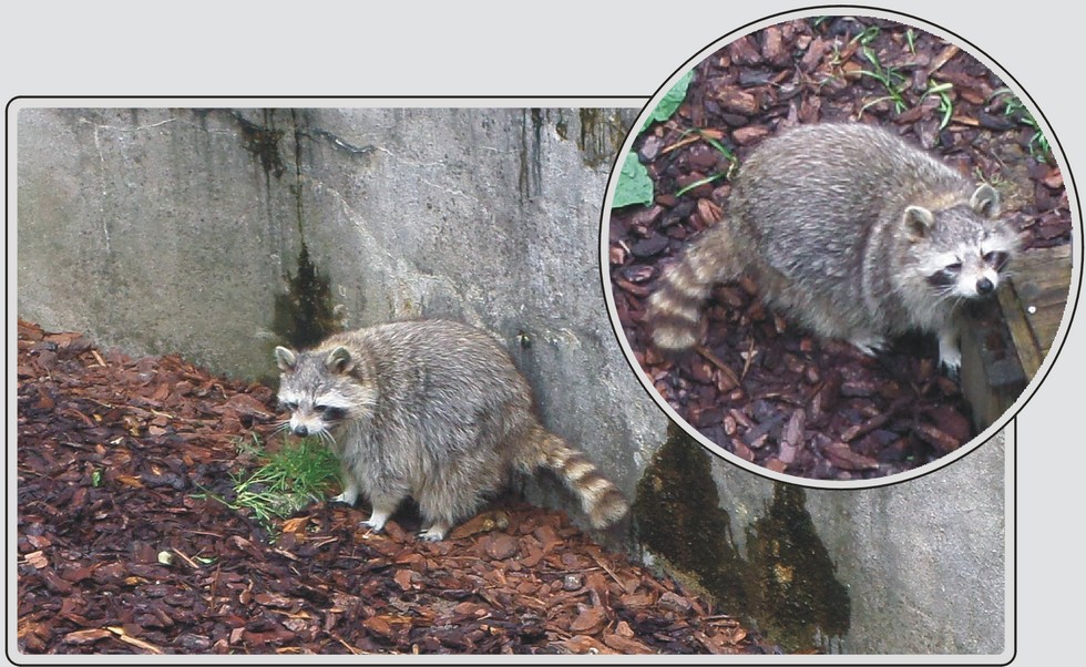 Raton laveur, mammifère au masque noir distinctif, zoo de Maubeuge