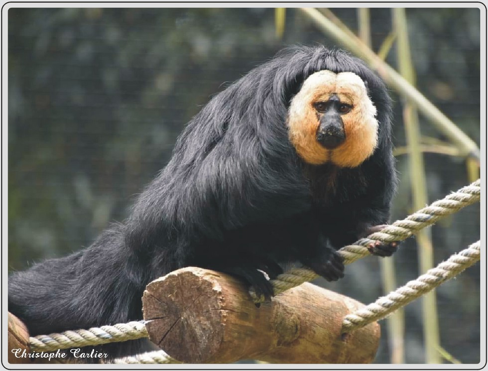 Saki à face blanche, singe à pelage clair, zoo de Maubeuge