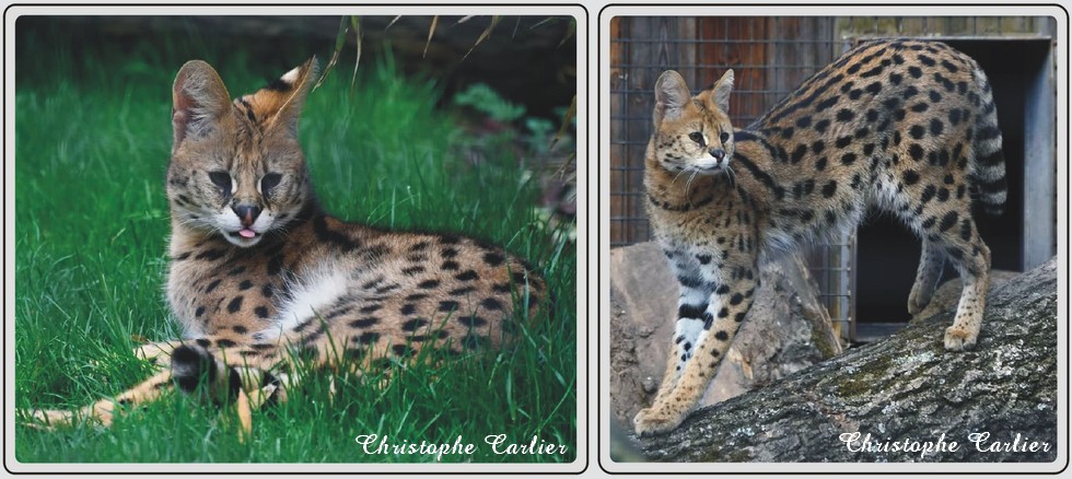 Serval, zoo de Maubeuge.