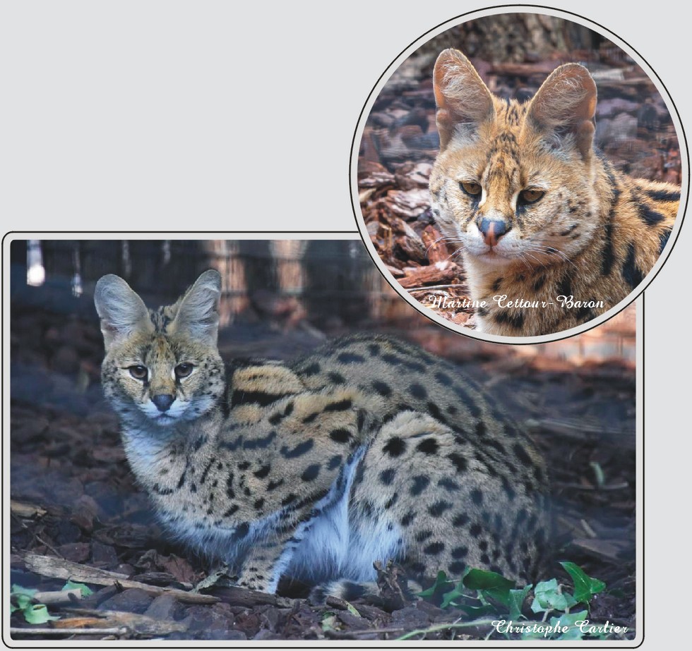 Serval, félin africain au pelage tacheté, zoo de Maubeuge