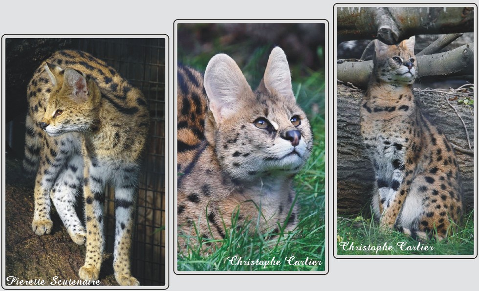 Serval, zoo de Maubeuge.