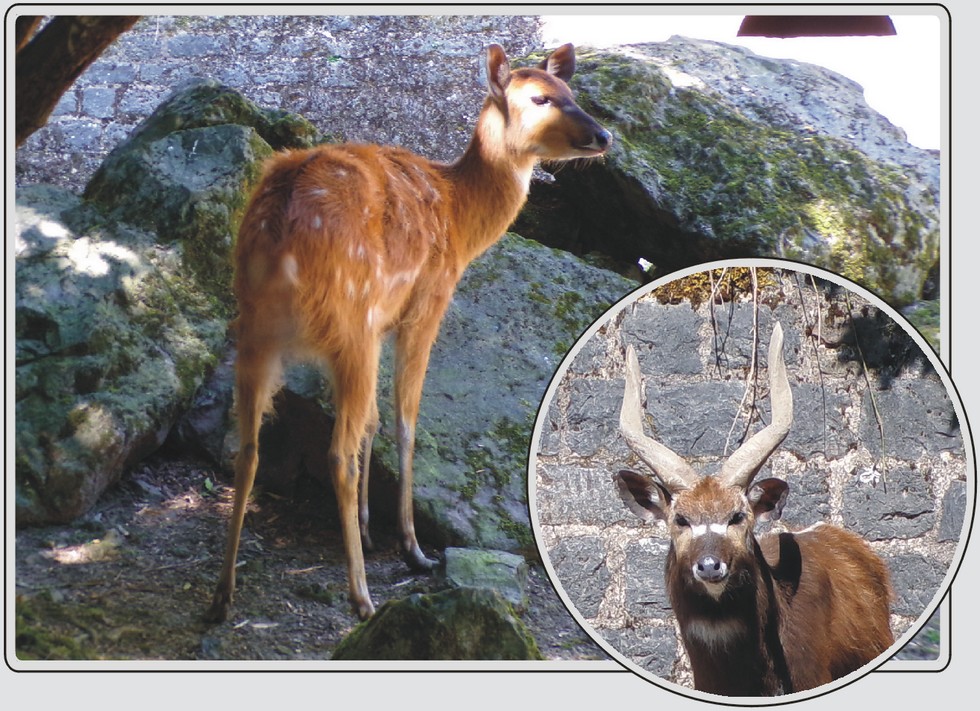 Sitatunga de Speke, antilope semi-aquatique, zoo de Maubeuge