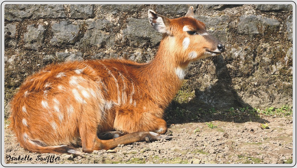 Zoo de Maubeuge, Sitatunga de Speke.