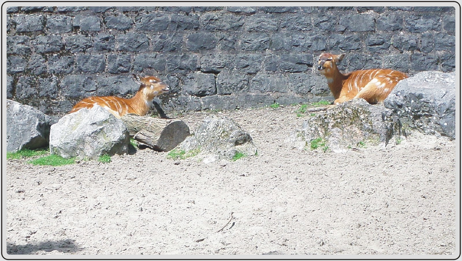 Zoo de Maubeuge, Sitatunga de Speke.