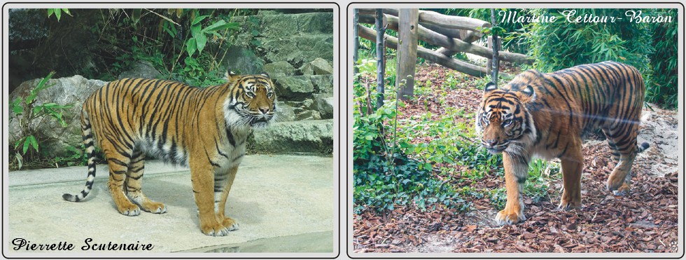 Zoo de Maubeuge, tigre de Sumatra
