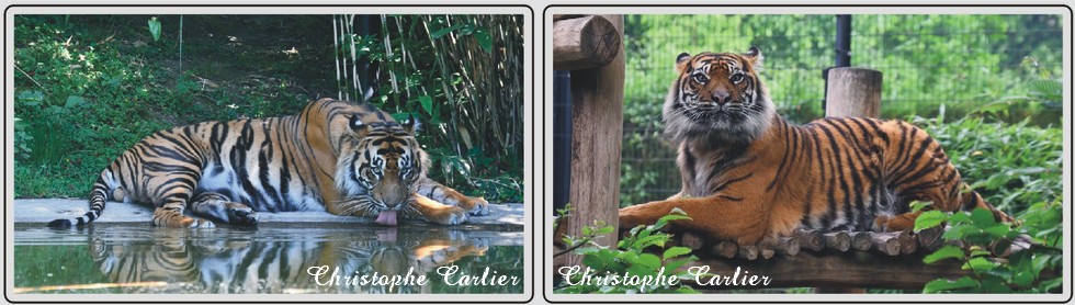 Zoo de Maubeuge, tigre de Sumatra