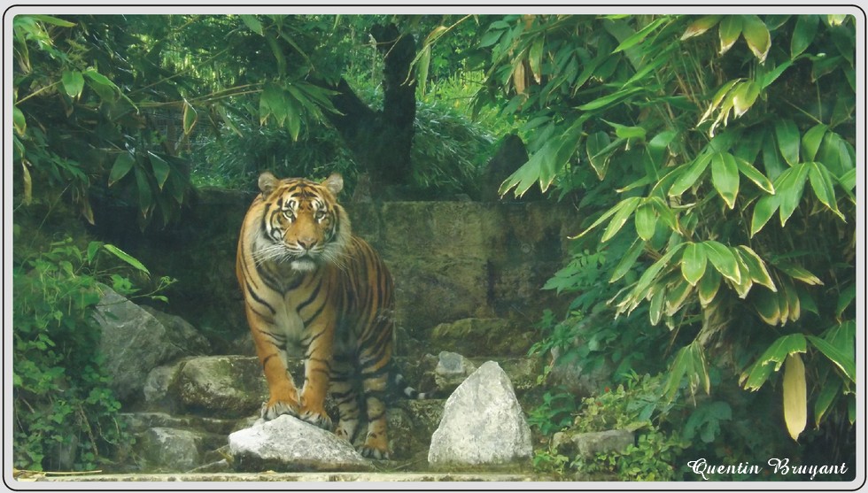 Zoo de Maubeuge, tigre de Sumatra