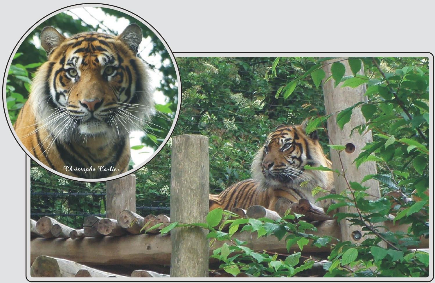 Tigre de Sumatra, grand félin rayé, zoo de Maubeuge