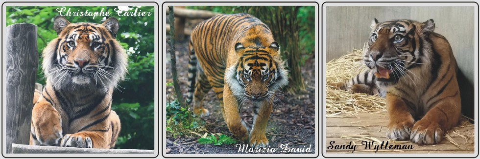 Zoo de Maubeuge, tigre de Sumatra