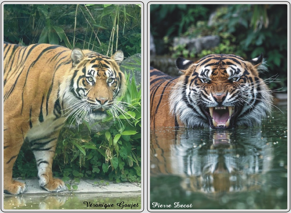 Zoo de Maubeuge, tigre de Sumatra