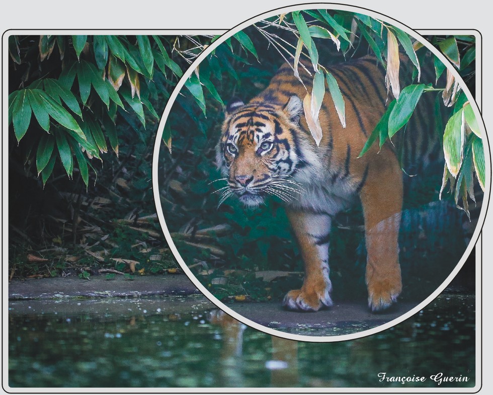 Zoo de Maubeuge, tigre de Sumatra