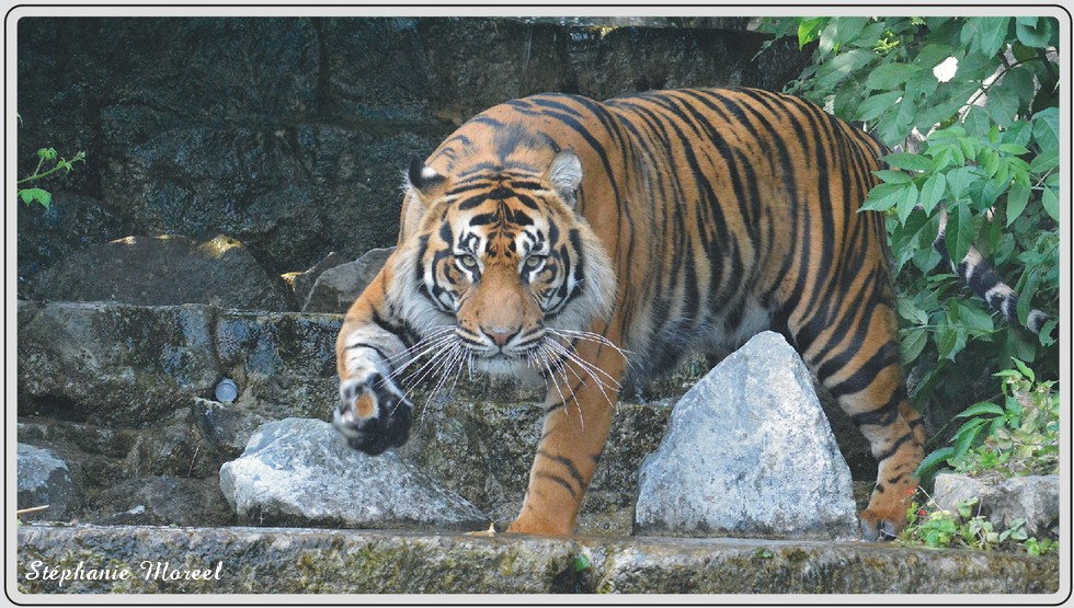 Zoo de Maubeuge, tigre de Sumatra