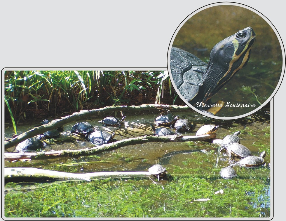 Tortue de Floride, reptile aquatique, zoo de Maubeuge