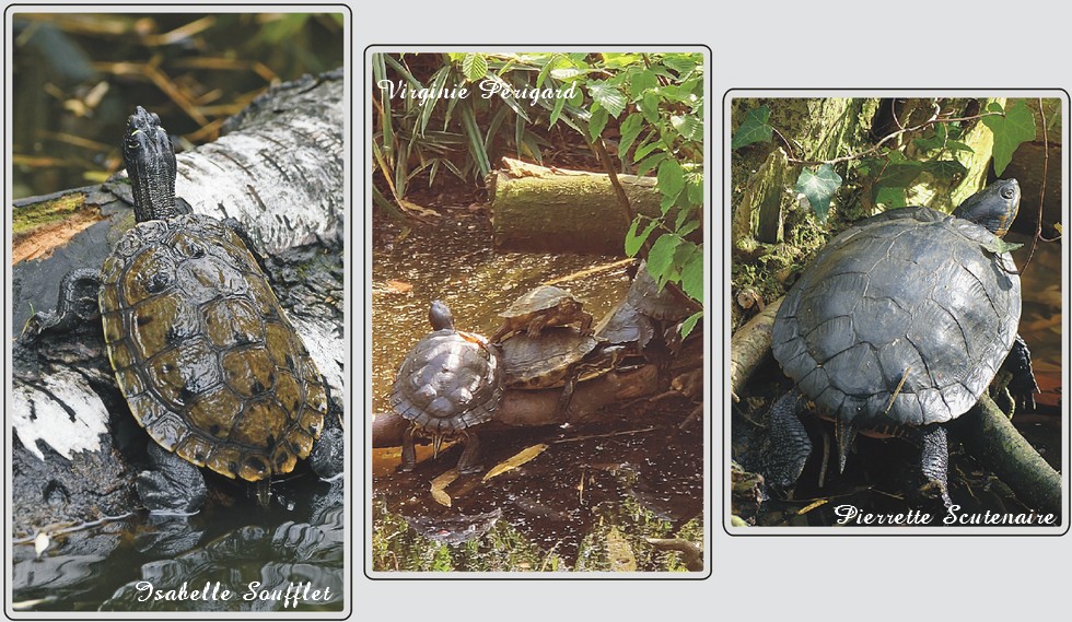 Tortue de Floride, zoo de Maubeuge.