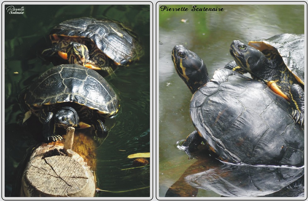 Tortue de Floride, zoo de Maubeuge.