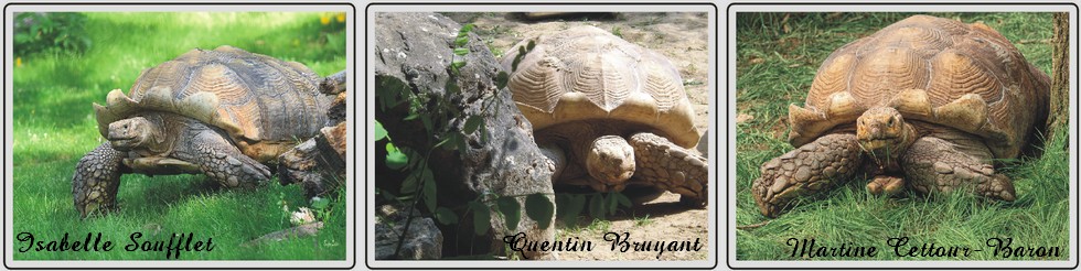 Tortue sillonnée, zoo de Maubeuge