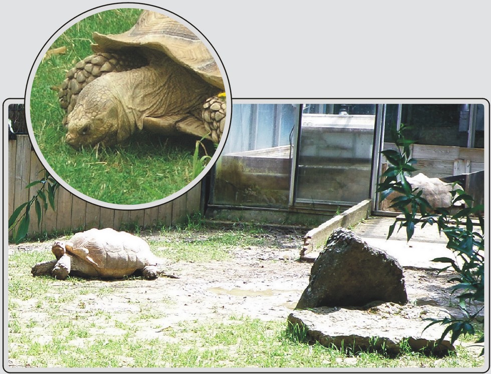 Tortue sillonnée, reptile terrestre à carapace striée, zoo de Maubeuge