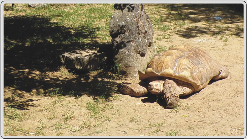 Tortue sillonnée, zoo de Maubeuge