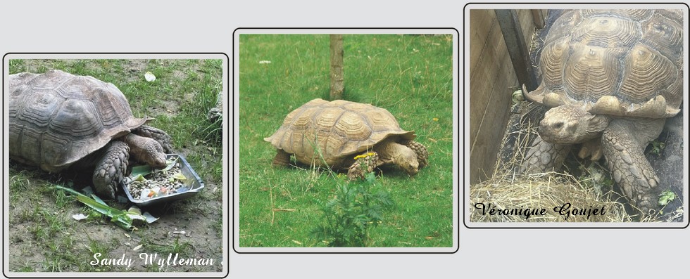 Tortue sillonnée, zoo de Maubeuge
