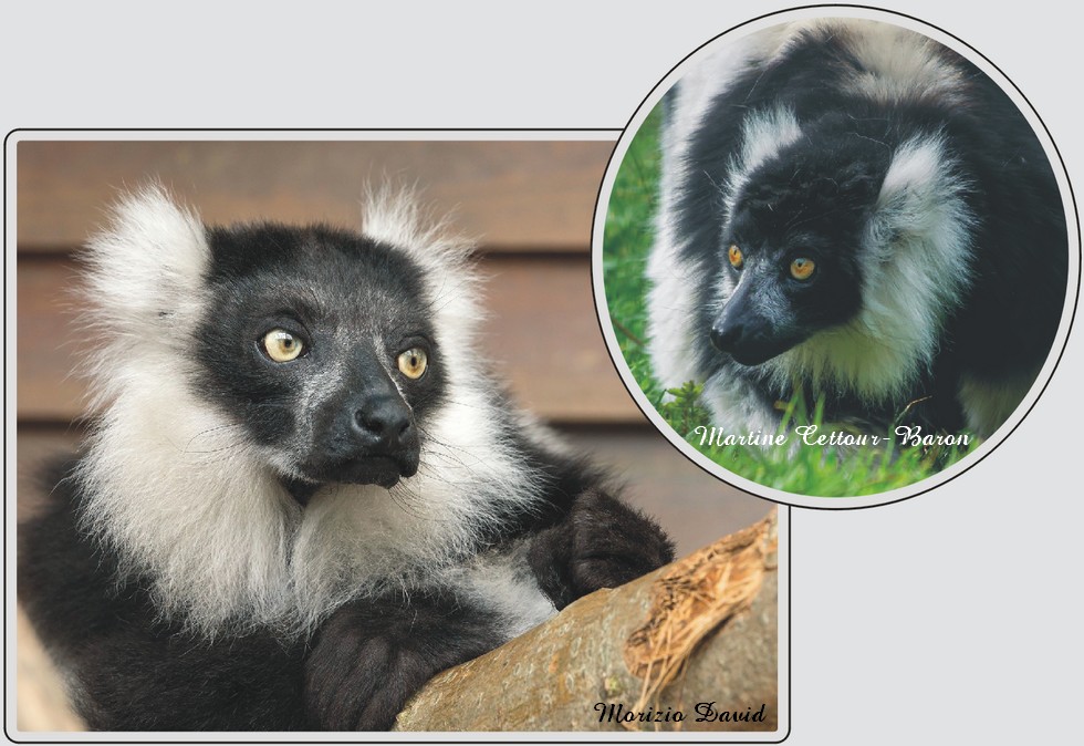 Vari noir et blanc, lémurien au pelage contrasté, zoo de Maubeuge