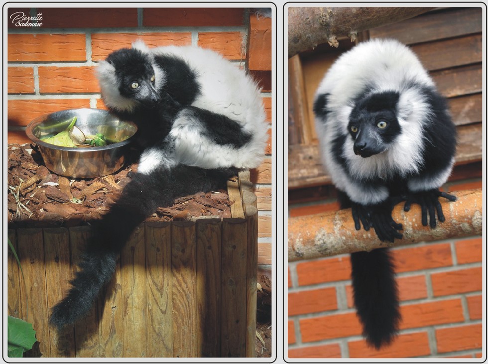 Zoo de Maubeuge, Vari noir et blanc.