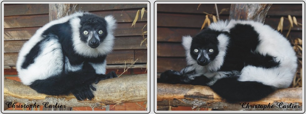 Zoo de Maubeuge, Vari noir et blanc.
