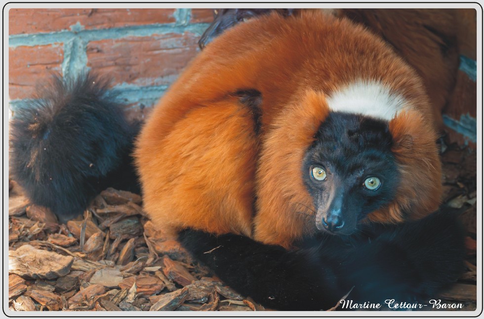 Zoo de Maubeuge, Vari roux.