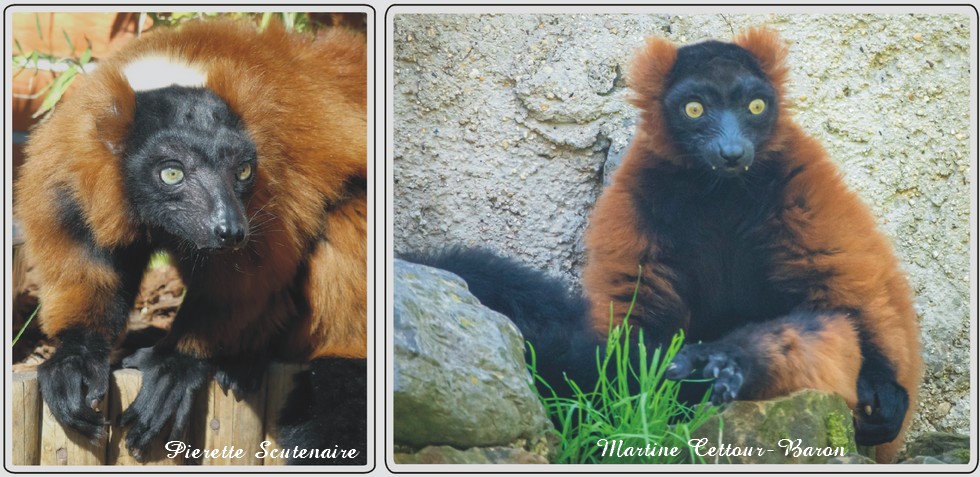Zoo de Maubeuge, Vari roux.