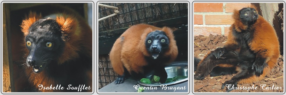 Zoo de Maubeuge, Vari roux.