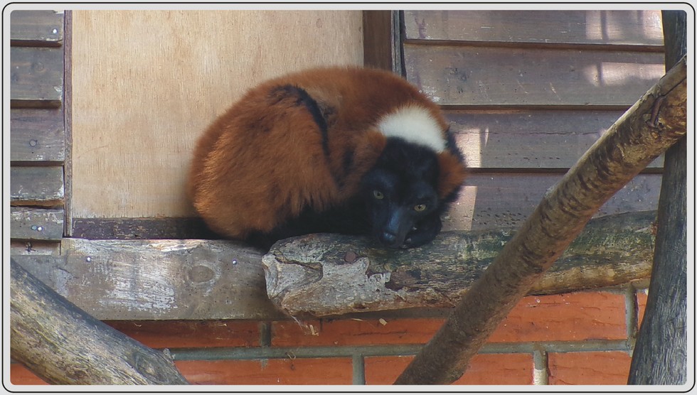 Vari roux, lémurien au pelage roux, zoo de Maubeuge