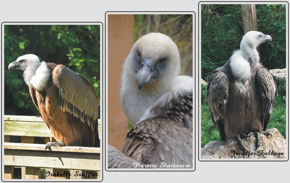 Vautour fauve, grand rapace charognard, zoo de Maubeuge