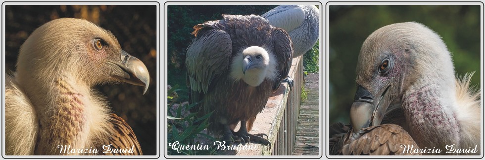 Vautour fauve, zoo de Maubeuge