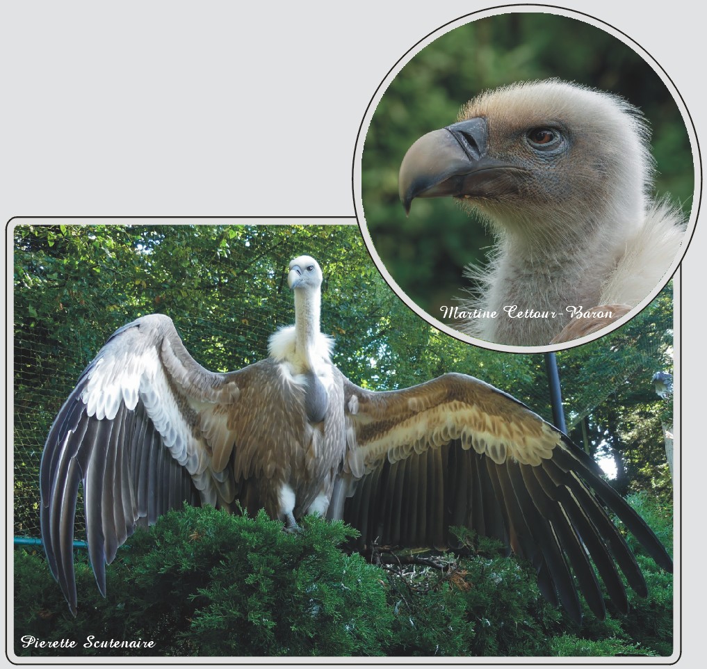 Vautour fauve, zoo de Maubeuge