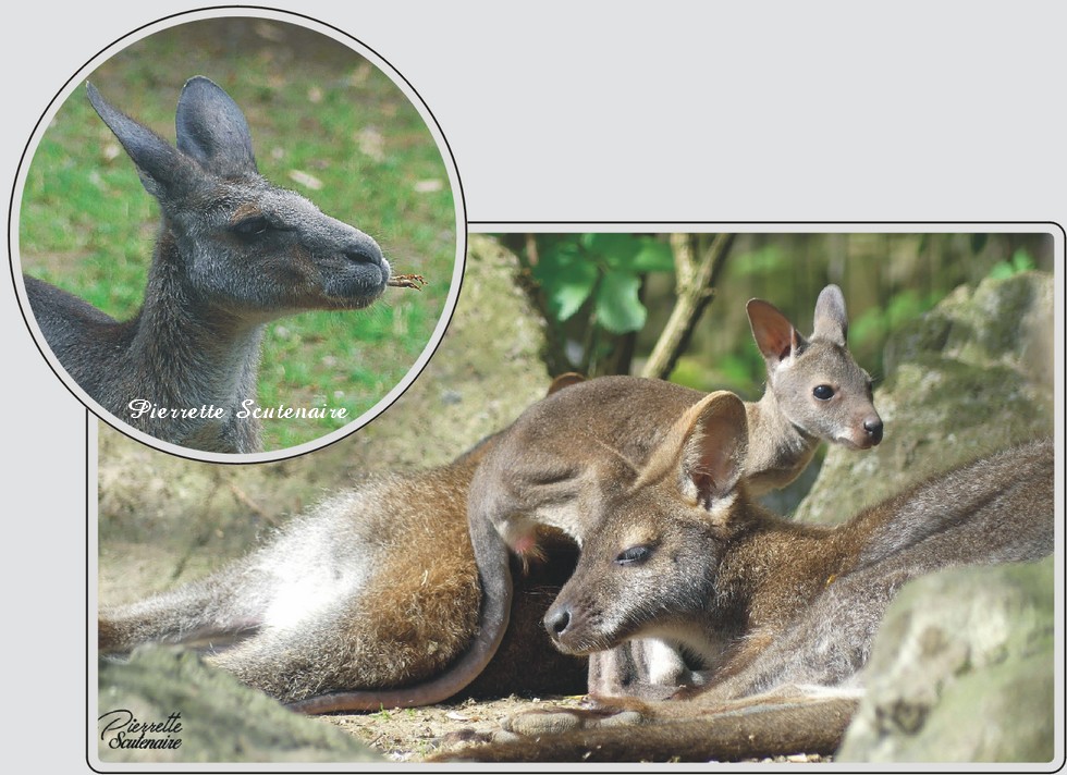 Wallaby de Bennet, petit marsupial australien, zoo de Maubeuge