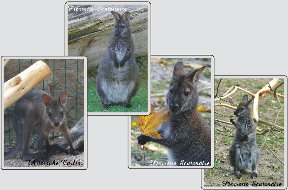 Wallaby de Bennett, zoo de Maubeuge.