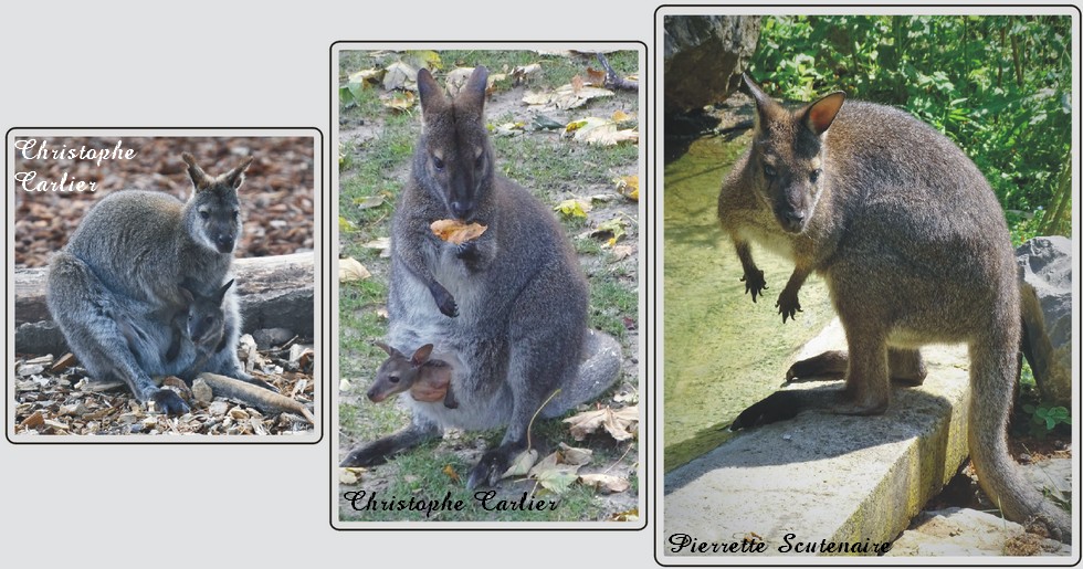 Wallaby de Bennett, zoo de Maubeuge.