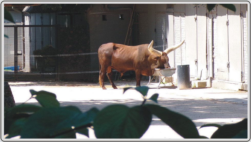 Les zèbres et Watusi du zoo de Maubeuge.