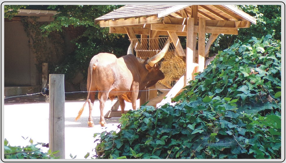 Watusi, bovin africain aux grandes cornes, zoo de Maubeuge