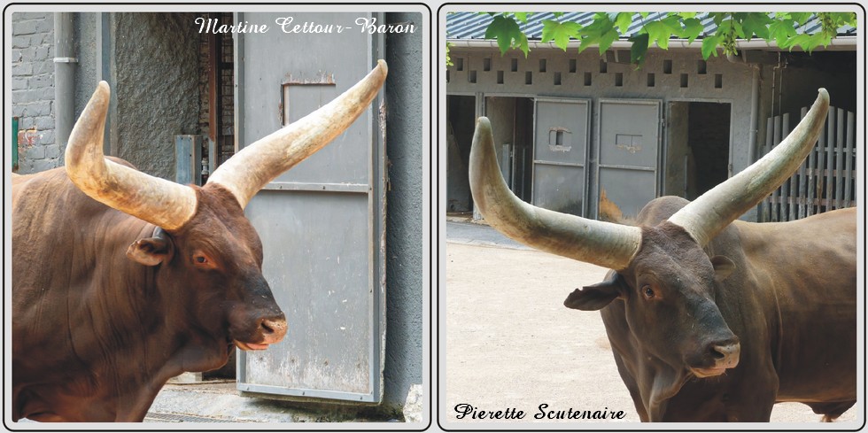 Les zèbres et Watusi du zoo de Maubeuge.