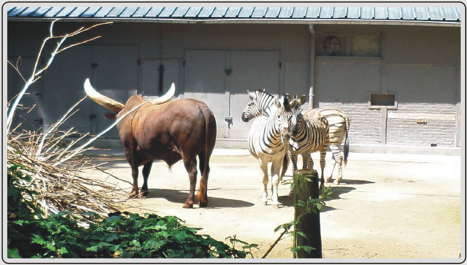 Les zèbres et Watusi du zoo de Maubeuge.