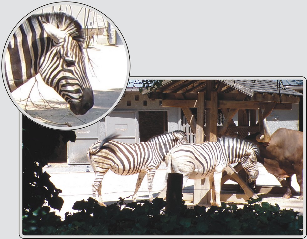Zèbre de Chapman, équidé rayé d'Afrique, zoo de Maubeuge