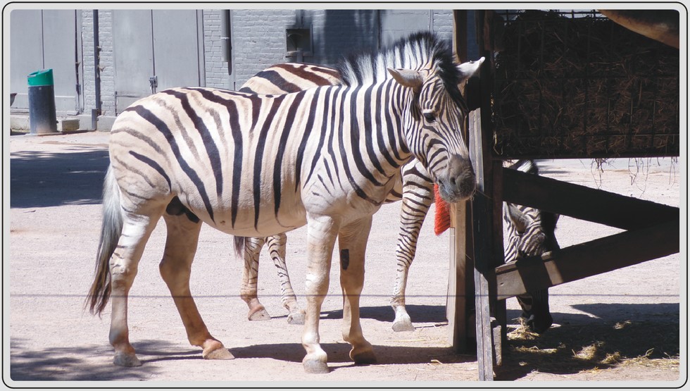 Les zèbres et Watusi du zoo de Maubeuge.