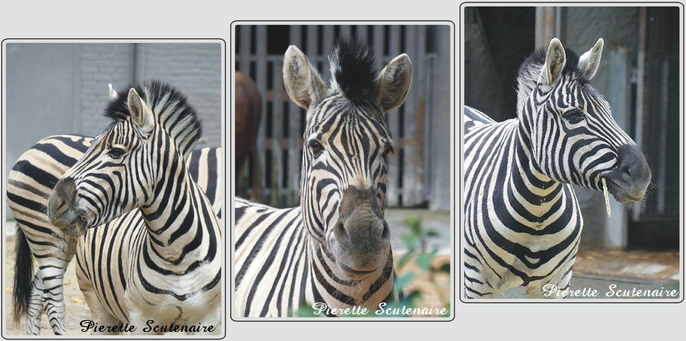 Les zèbres et Watusi du zoo de Maubeuge.