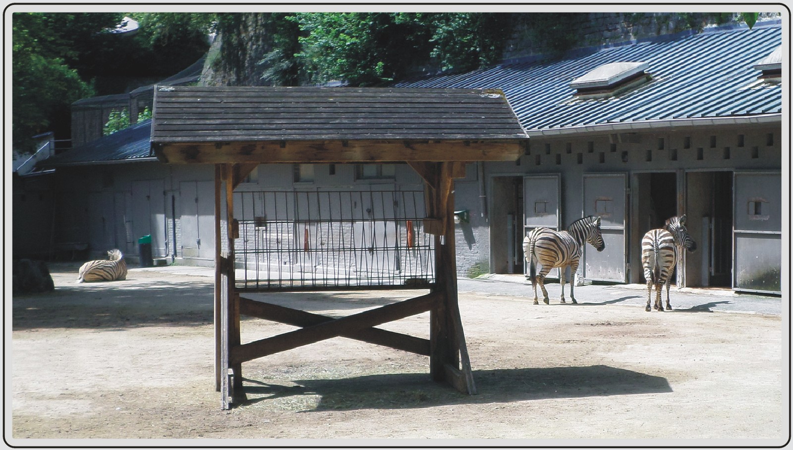 Les zèbres et Watusi du zoo de Maubeuge.